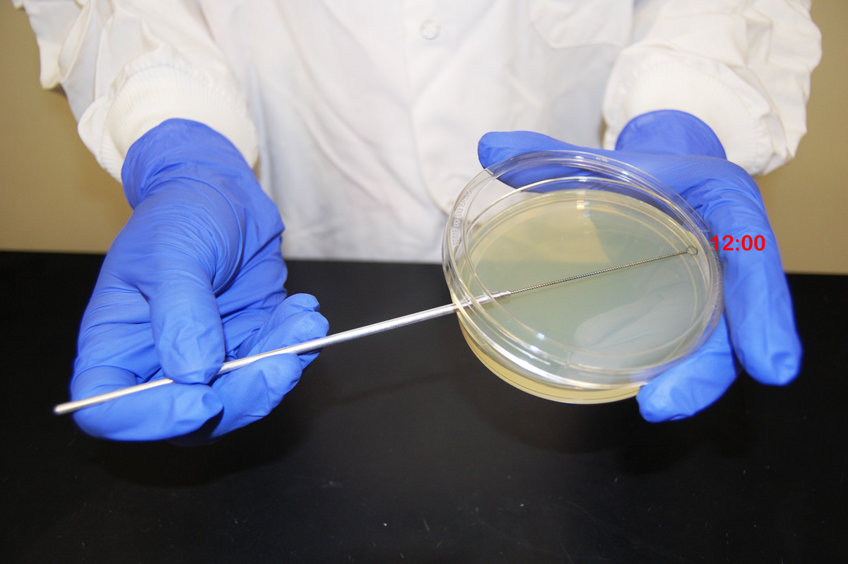 Photograph showing the 12:00 position of a petri plate.